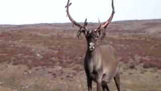 Caribou Hunting Quebec [upl. by Lairret]