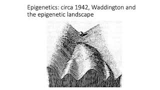 MCB 182 Lecture 81  Introduction to Epigenomics [upl. by Jona630]