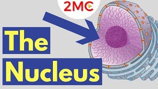 What is the Nucleus  Nucleus Structure and Function [upl. by Kore]