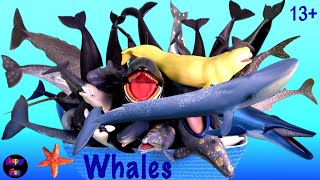 NEW Sea Animals Whales Killer Whale Blue Whale Sperm Whale Humpback 13 [upl. by Ilrahs]