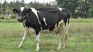 Holstein Friesian cow 40 liter Milk For 1 Lakh I Dairy Farming in Punjab India [upl. by Romano]