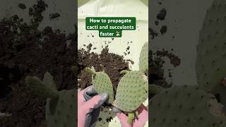 Instantly be faster and more efficient in propagating succulents and cacti plantpropagation [upl. by Nosac839]