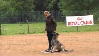 Catherine Rose Cholet chien en blanc equipe de france obeissance [upl. by Onofredo386]