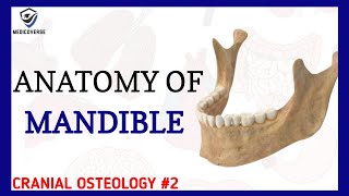 Mandible Anatomy  Cranial osteology 2 [upl. by Gastineau]