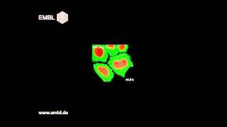 Movies for the human genome normal cell division [upl. by Andeee]