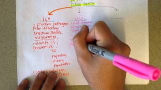 Immunoglobulins structure properties and function Antibodies [upl. by Soalokcin287]