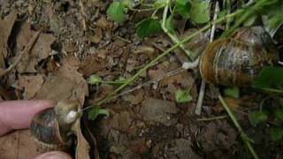 Snails Mating  Helix aspersa Reproduction [upl. by Eenaffit209]