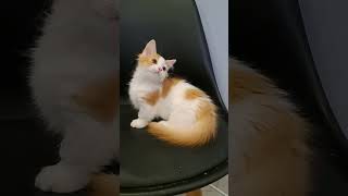 Handsome Munchkin Longhair Kitten Bil [upl. by Ynnek]