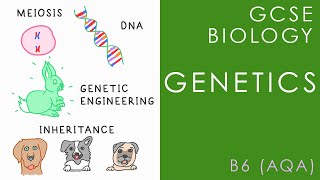 GENETICS Variation amp Inheritance  GCSE Biology AQA Topic B6 [upl. by Liartnod]