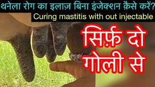 Treatment of mastitis with out injectable l बिना इंजेक्शन लगाएँ थनेला ठीक करें l dr umar khan [upl. by Lennard]