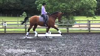 Dressage Different types of trot [upl. by Imefulo]