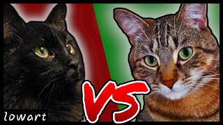 Cat VS Cat  The Ultimate Comparison [upl. by Friend]