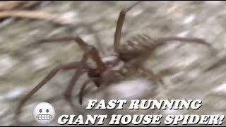 GIANT HOUSE SPIDER RUNNING FAST RARE ACTION VIDEO [upl. by Lav]