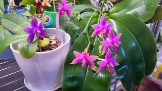 两颗原生种荧光蝴蝶兰对比 Phal violacea Indigo amp Phal violacea var sumatrana [upl. by Archer]