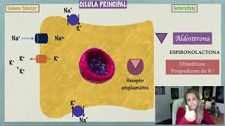 Néfron e Aldosterona Mecanismo de Ação e Espironolactona [upl. by Alleahcim]