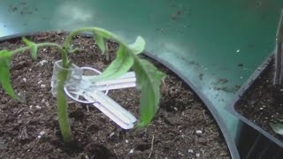 Cleft Grafting Tomatoes  A Look at How I Do Cleft Grafts [upl. by Anegue723]