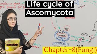 Ascomycota class 11 life cycle of Ascomycota  urduhindi [upl. by Nash]