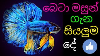 how to care betta fish in sinhalaAll thing about betta fishfighter fish [upl. by Adrianna669]