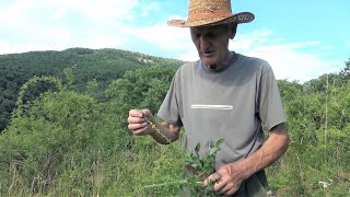 Apróbojtorján Agrimonia eupatoria  a rétek kincse Goldperger Andrással [upl. by Burleigh]