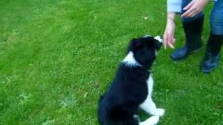 Dressage border collie de 2 mois Iris is quotamazingquot [upl. by Anohr]