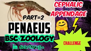 BSC ZOOLOGYARTHROPODAPENAEUSCEPHALIC APPENDAGESEM ONEIN മലയാളം [upl. by Lirrad835]