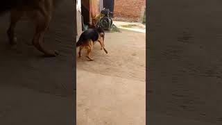 Doberman vs German shepherd [upl. by Agem]