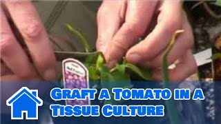 Growing Tomatoes  How to Graft a Tomato in a Tissue Culture [upl. by Yartnoed]