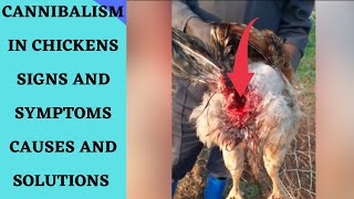 CANNIBALISM IN CHICKENS SIGNS CAUSESAND HOW TO STOP IT AMONG YOUR FLOCK chickenfarming [upl. by Brion]