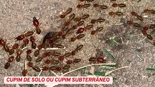 Cupim de Solo ou Cupim Subterrâneo no Criatório [upl. by Dulci]