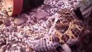 Leopard Gecko sheds her skin and Eats it [upl. by Sixel]