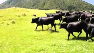 Cows chasing a RC car around a field [upl. by Gerard]