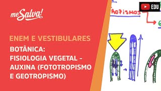 Me Salva BOT31  Botânica  Fisiologia vegetal Auxina fototropismo e geotropismo [upl. by Ause]