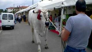 toro chianino di 145 ql alto 205mt mp4 [upl. by Nezah]