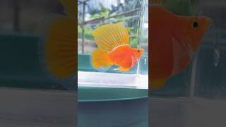 Orange Sailfin Molly Fish mollyfish guppyfish fishaquarium viralshort [upl. by Nrojb]