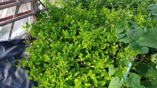 Gynura procumbens  leaves of the godscholestrol spinach [upl. by Aklam678]