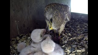 Kestrels Nesting amp hatching [upl. by Eelta]