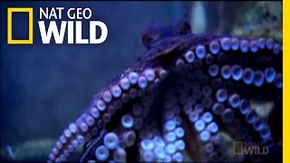 Cannibal Octopus  Nat Geo Wild [upl. by Idnac]