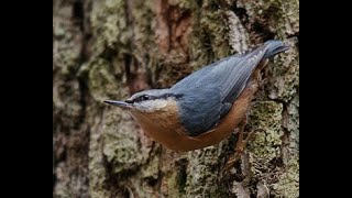 Nuthatch Sitta europaea nuthatch birds 4k agility [upl. by Frederik]