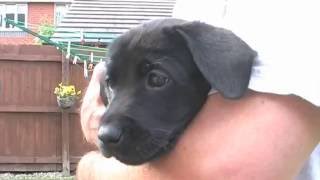 Cute black labrador puppy and a litter of black lab puppies [upl. by Asusej]