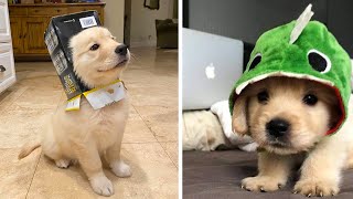 Funny and Cute golden retriever Puppies Compilation 2 Cutest Golden Puppy 2020 [upl. by Ellsworth272]