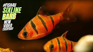 Desmopuntius Hexazona The Exotic Sixline Barb in Your Aquarium FISH4Uquot [upl. by Lellih]