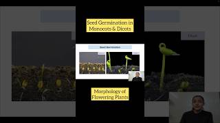 Seed Germination in Monocots and Dicots  Morphology of Flowering Plants  NEET  AIIMS  CBSE [upl. by Biernat370]