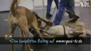 Beitrag zur Hund amp Pferd 2012 Dortmund [upl. by Halullat649]