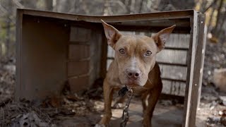 Dogs amp Puppies Rescued From Suspected AL Dogfighters [upl. by Roselia]