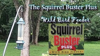 Squirrel Buster Plus Wild Bird Feeder Review [upl. by Lamp571]