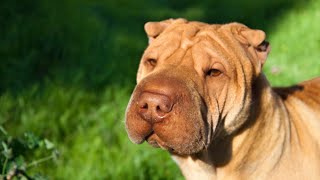 Introducing Your Chinese SharPei to Strangers  Essential Tips for Positive Interactions [upl. by Baldridge467]