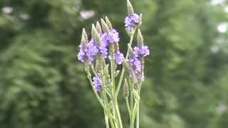 Minnesota Native Plant  Blue Vervain Verbena Hastata [upl. by Burbank]