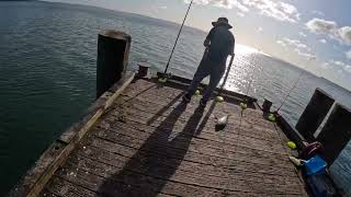 bait fishing cornwallis wharf [upl. by Resaec]