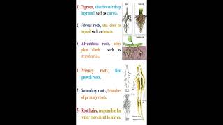 Plant Roots Types and Parts geneticteacher [upl. by Netsirt]