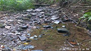 Redeyed vireo in stream in Wildlife Cam 1 7112024 [upl. by Mandler]